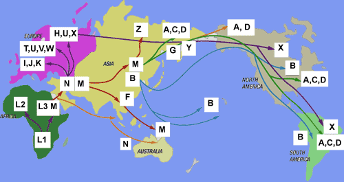 Cliquer pour agrandir Human Migration2