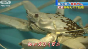 Un crabe blanc jamais vu au Japon