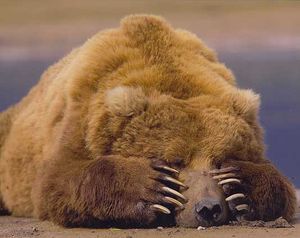 Bear