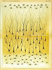illustration : Hippocampe par Golgi en 1885