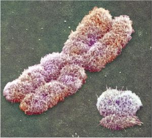 Les deux chromosomes sexuels humain : le grand X et le petit Y.