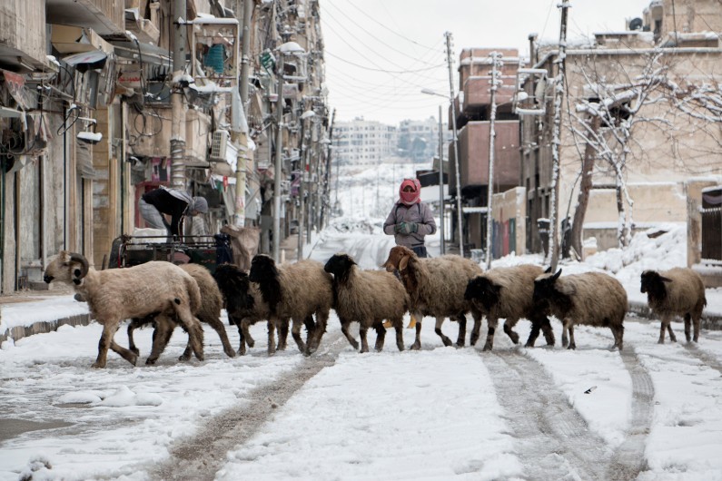 Syria, snow, sheep