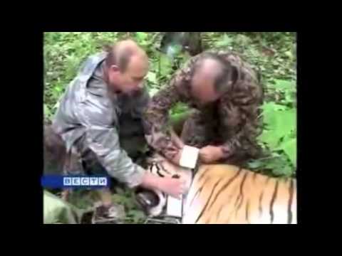 Putin, tiger
