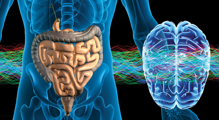conexión cerebro intestino