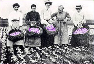 Récolte du safran en France, en 1910