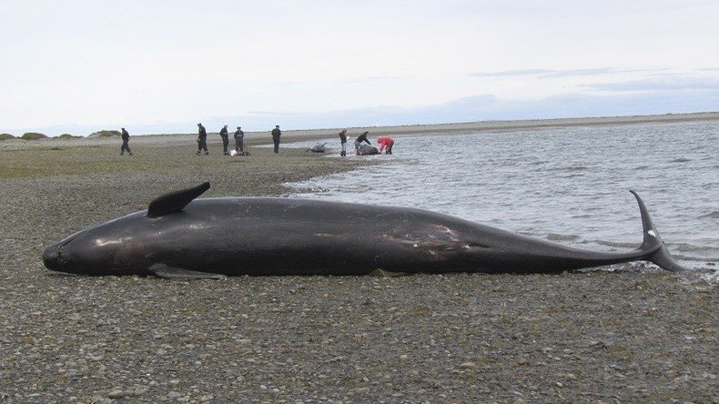 Les corps des cétacés échoués ont été découvert dans les fjords de Patagonie eu Sud du Chili.
