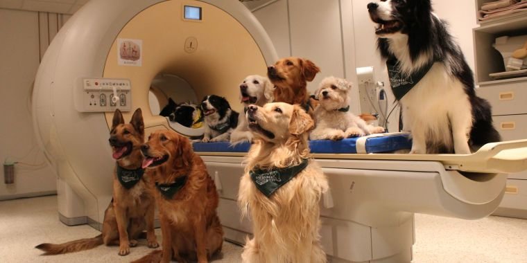 chiens IRM 