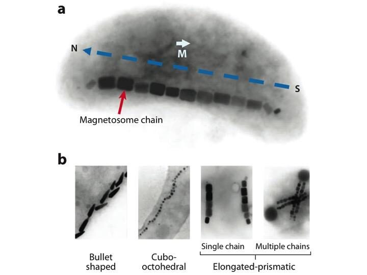 Image en microscopie électronique d'une bactérie magnétotactique