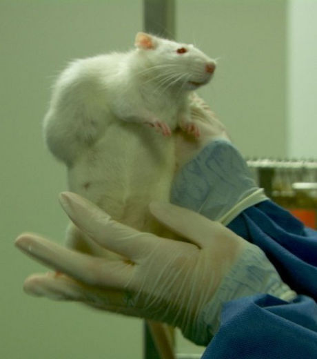 Un rat victime d'une tumeur suite à l'ingestion de maïs OGM