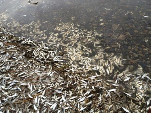 Milliers de poissons morts Québec