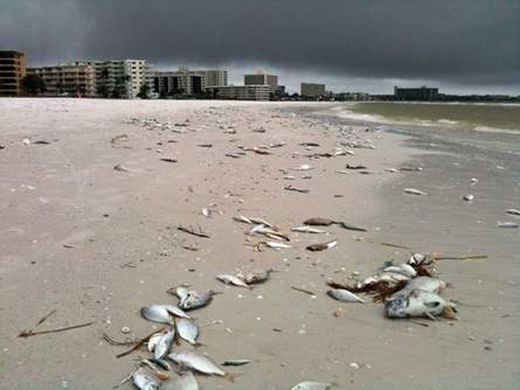 Des milliers de poissons morts en Floride