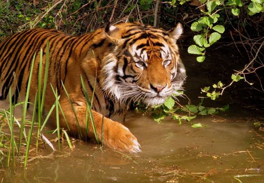 Tigre mangrove