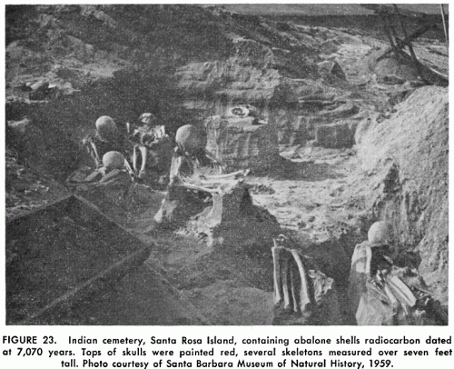 Cimetière indien, Ile de Santa Rosa, contenant des coquilles d’ormeaux datées de 7,070 ans. Le sommet des crânes était peint en rouge, plusieurs squelettes mesurées plus de 2m10
