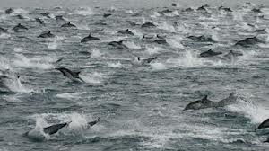 Bancs de dauphins San Diego USA