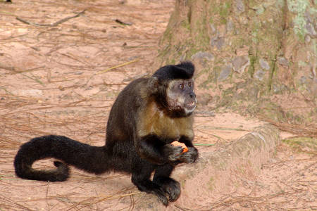 Le capucin à houppe noire vit en Amérique du Sud et principalement au Brésil. Il est connu pour son caractère sociable et son intelligence. Il utilise quotidiennement des outils pour casser les coques des noix. Il jette, secoue et transporte divers alimen