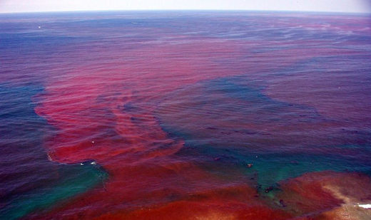 Algues rouges dans la mer