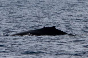 Baleine à bosse avec deux nageoires dorsales