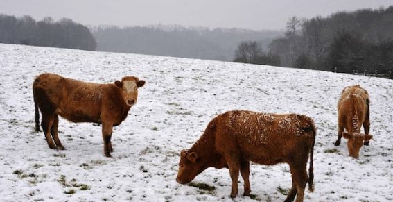 Des vaches normandes sous la neige le 5 avril 2013
