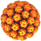 Le papillomavirus est un virus à ADN responsable des infections sexuellement transmissibles les plus fréquentes. Parfois, il passe inaperçu ; d'autres fois, il occasionne des verrues génitales, ou entraîne un cancer du col de l'utérus dans certains cas.