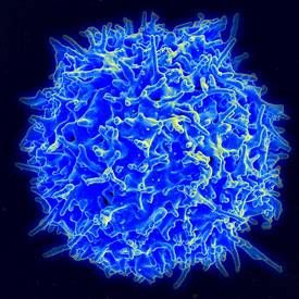 Les lymphocytes T constituent une population de globules blancs qui naissent dans le thymus. Ils inhibent l'action des lymphocytes tueurs, afin de maintenir l'homéostasie immunitaire et de protéger les bactéries intestinales.