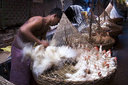 La grippe aviaire H7N9 a souvent frappé depuis les marchés aux oiseaux dans les grandes villes chinoises. Alors que l'épidémie touche l’ensemble du pays, les autorités craignent qu'elle ne s'étende aux pays voisins...