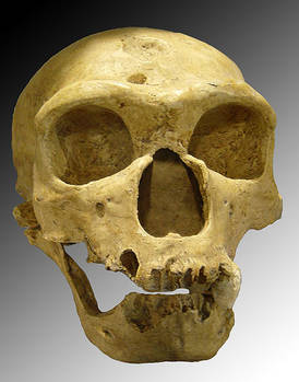 Crane Néandertal espagnol