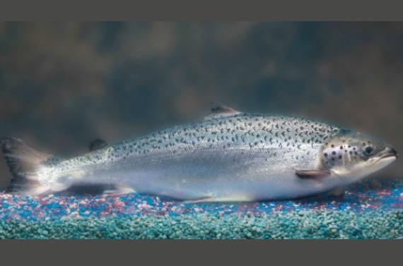 Le saumon transgénique AquAdvantage développé par AquaBounty n’a besoin que de 18 mois pour devenir adulte.