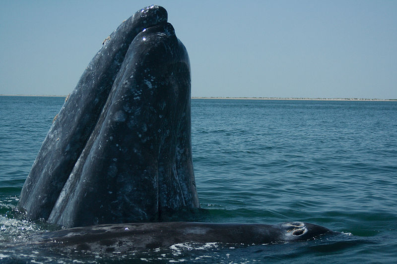 Baleine grise et son petit