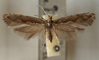Plutella maculipennis