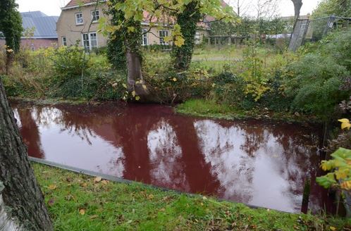 Un canal devient rouge sang à Nootdorp dans le sud des Pays-Bas