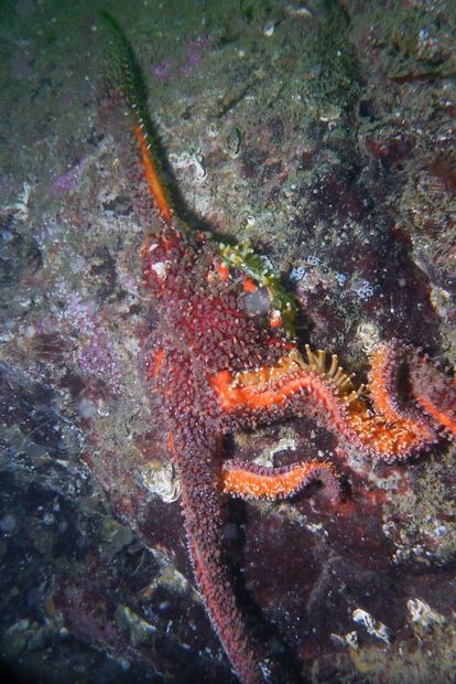 L'étoile de mer P. helianthoides est atteinte du syndrome de dépérissement, elle est encore accrochée sur la paroi rocheuse, mais est dans un état de décomposition. La photo a été prise au parc Whytecliff le 31 août 2013.