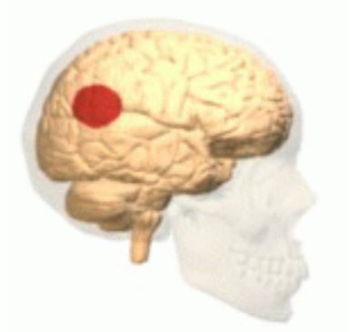 Le carrefour temporo-pariétal est une région du cerveau située à la jonction des lobes temporal et pariétal.