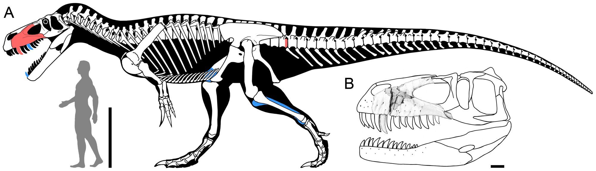 squelette de Torvosaurus gurneyi, dinosaure
