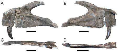 maxillaire gauche de Torvosaurus gurneyi, dinosaure