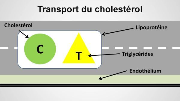 Le cholestérol est transporté dans une lipoprotéine avec les triglycérides.