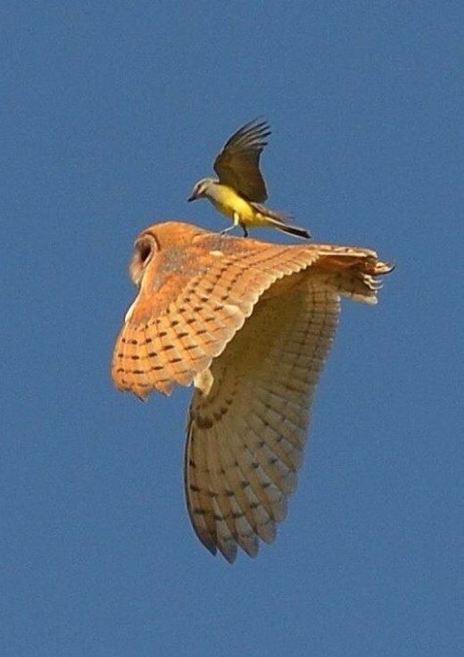 Raptor surfing