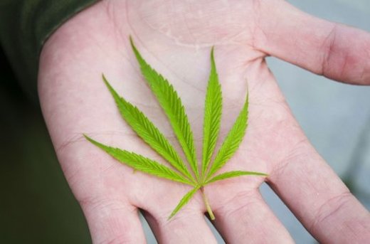 Cannabis