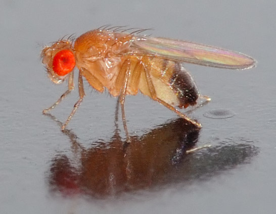 fly drosophila