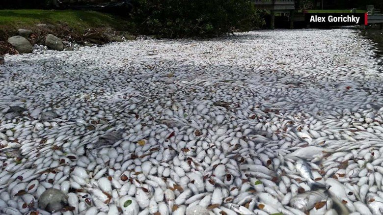 poisson floride