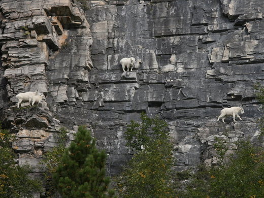 Mountain goats