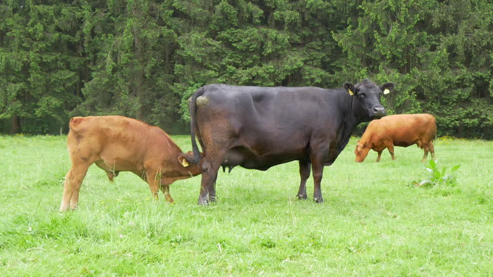 Vaches de pâturage
