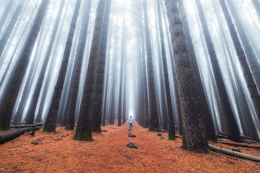 Sugar Pine Walk by Daniel Tran