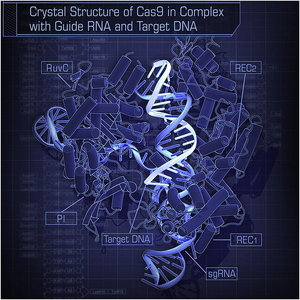 Crystal Structure of Cas9 in Complex with Guide RNA and Target DNA