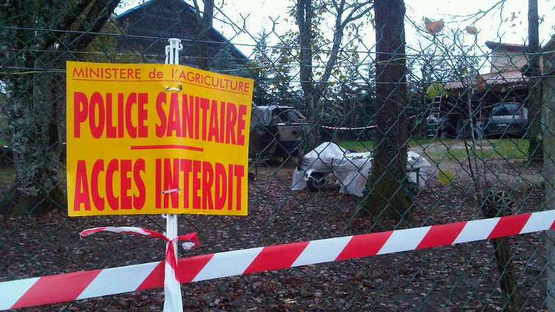 gripe aviaire