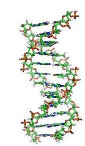 dna adn