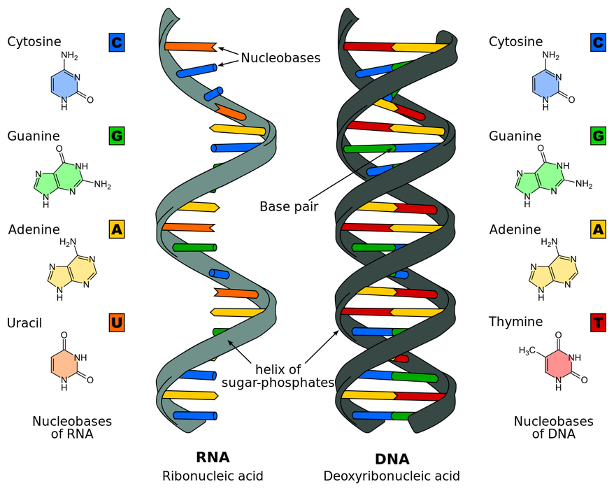 Nucléobases 