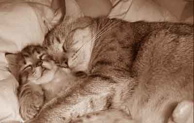 dormir