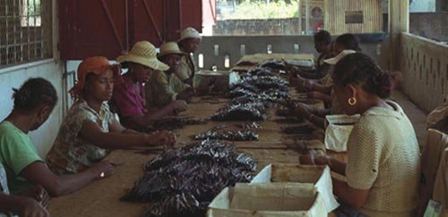 Ouvrières triant des gousses de vanille de Madagascar