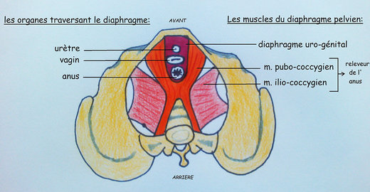 Le plan profond  diaphragme pelvien