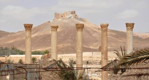 Palmyra palmira 